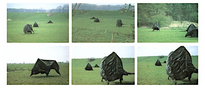 stieren-amerongse-oogst